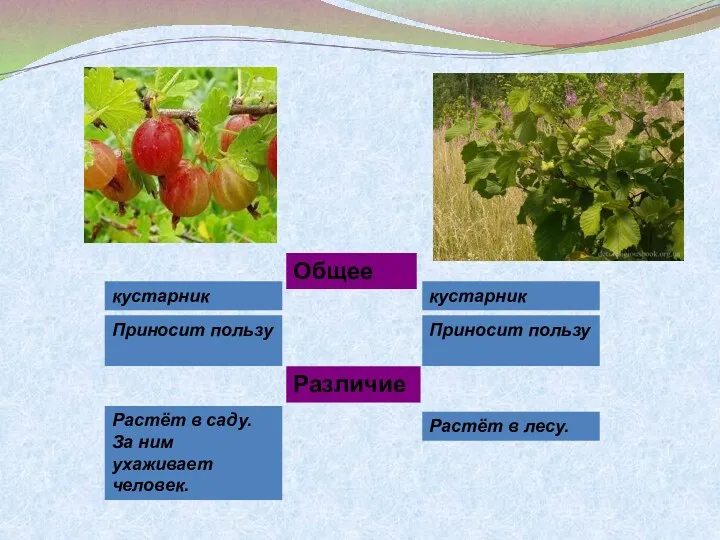 Общее кустарник кустарник Приносит пользу Приносит пользу Различие Растёт в