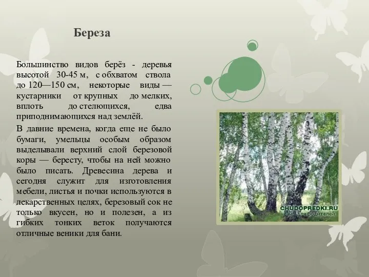 Береза Большинство видов берёз - деревья высотой 30-45 м, с