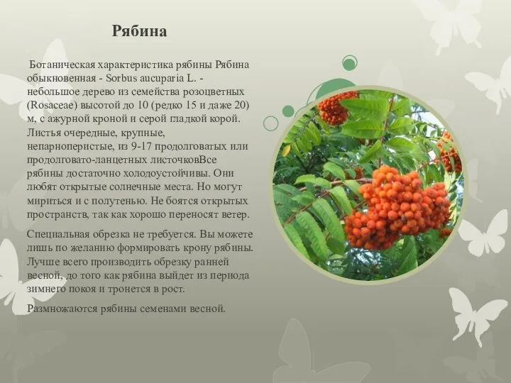 Рябина Ботаническая характеристика рябины Рябина обыкновенная - Sorbus aucuparia L.