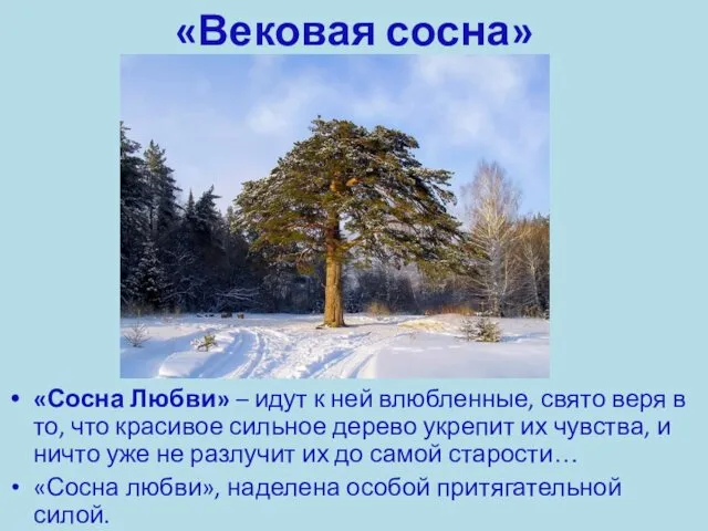 «Вековая сосна» «Сосна Любви» – идут к ней влюбленные, свято