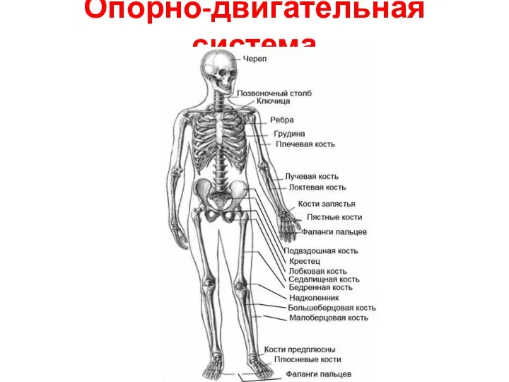 Опорно-двигательная система