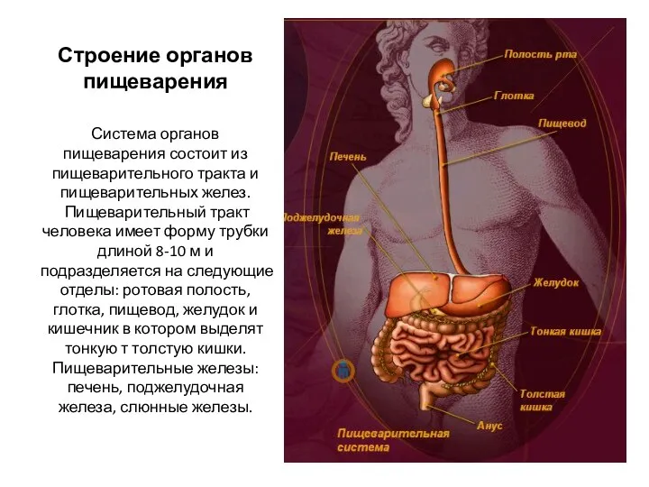 Строение органов пищеварения Система органов пищеварения состоит из пищеварительного тракта