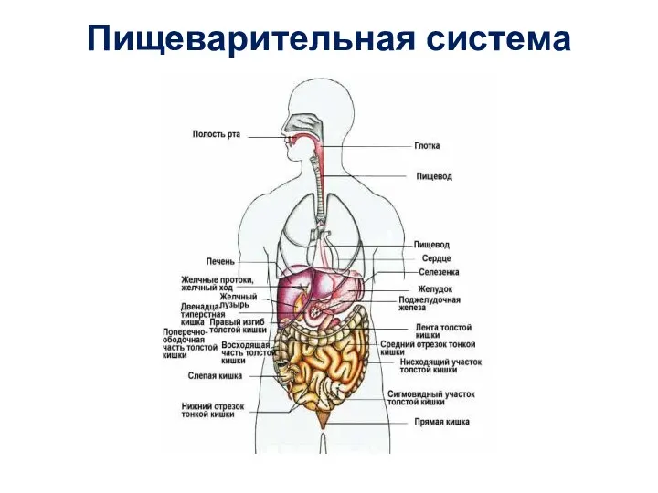 Пищеварительная система