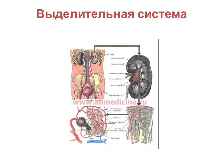 Выделительная система