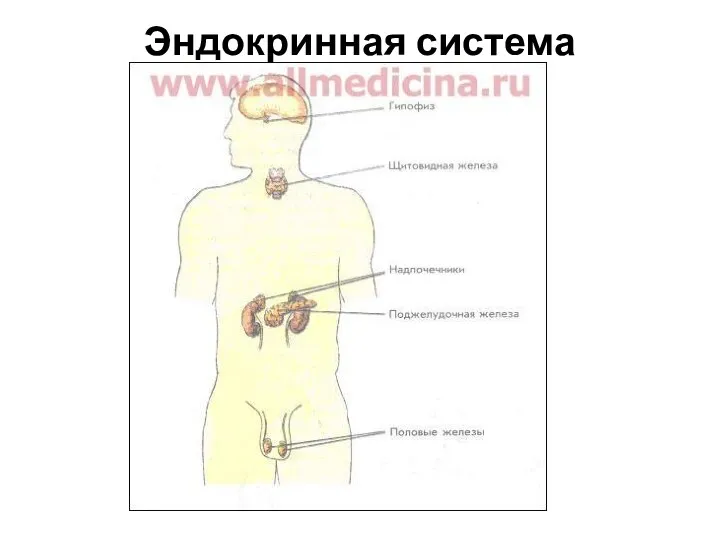 Эндокринная система