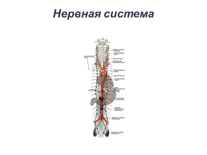 Нервная система