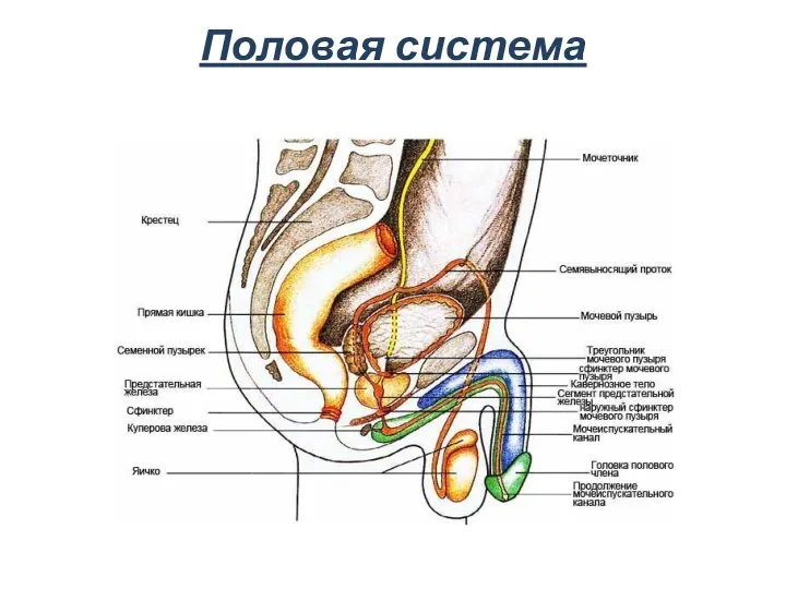 Половая система