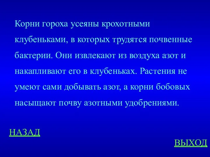 НАЗАД ВЫХОД Корни гороха усеяны крохотными клубеньками, в которых трудятся