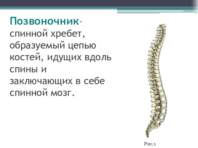 Позвоночник- спинной хребет, образуемый цепью костей, идущих вдоль спины и заключающих в себе спинной мозг. Рис.1