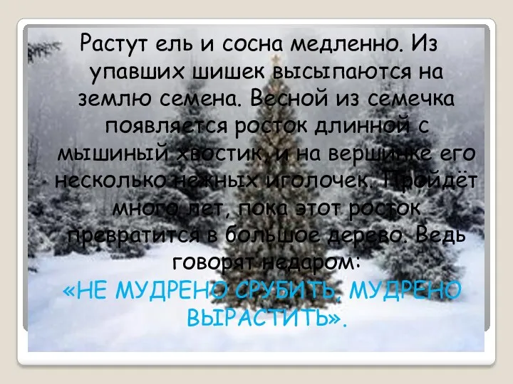 Растут ель и сосна медленно. Из упавших шишек высыпаются на