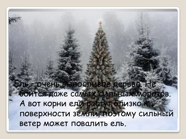 Ель – очень выносливое дерево. Не боится даже самых сильных