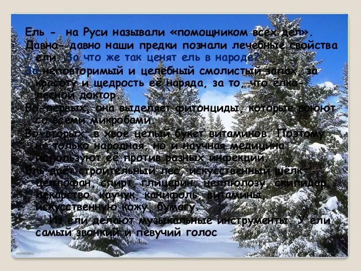 Ель - на Руси называли «помощником всех дел». Давно- давно