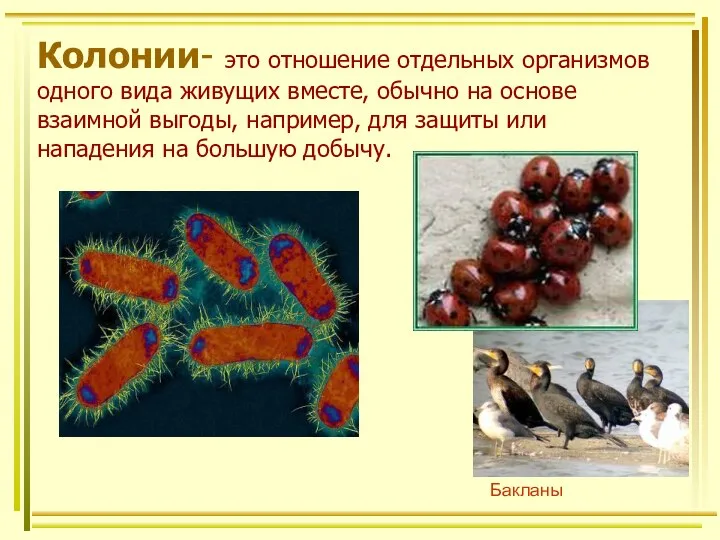 Колонии- это отношение отдельных организмов одного вида живущих вместе, обычно