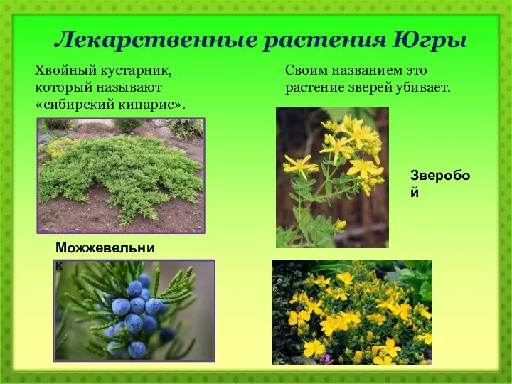 Лекарственные растения Югры Хвойный кустарник, который называют «сибирский кипарис». Можжевельник Своим названием это
