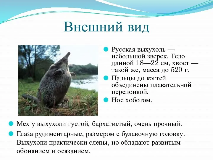 Внешний вид Русская выхухоль — небольшой зверек. Тело длиной 18—22