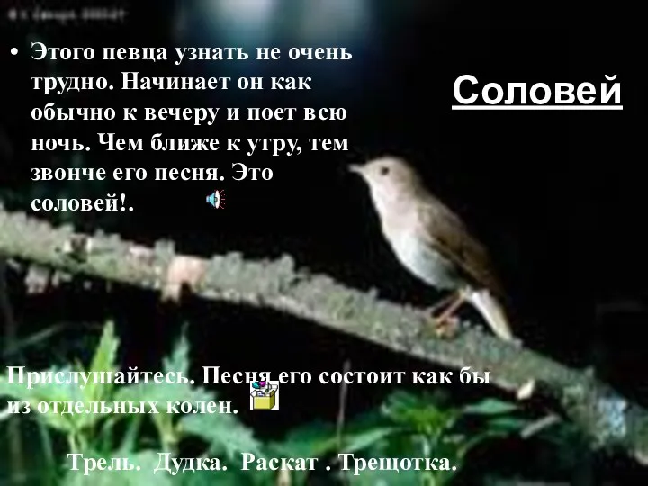 Соловей Этого певца узнать не очень трудно. Начинает он как