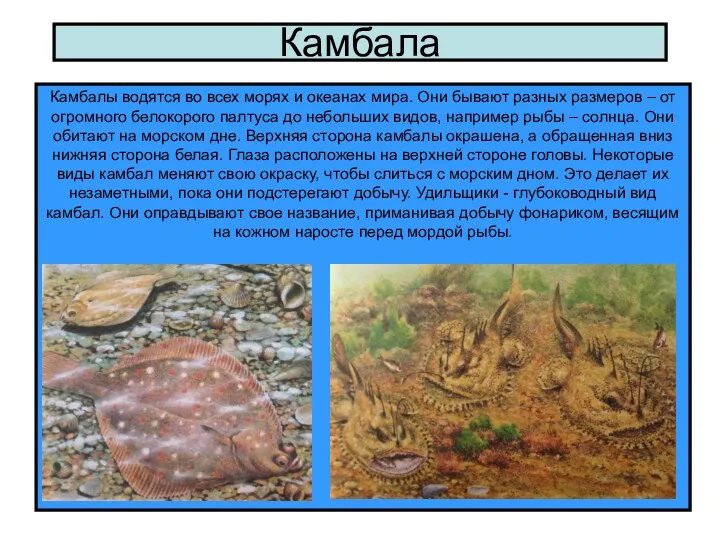 Камбала Камбалы водятся во всех морях и океанах мира. Они