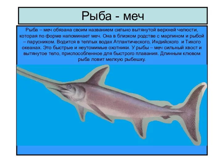 Рыба - меч Рыба – меч обязана своим названием сильно