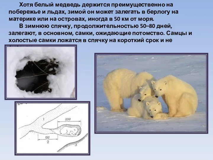 Хотя белый медведь держится преимущественно на побережье и льдах, зимой он может залегать