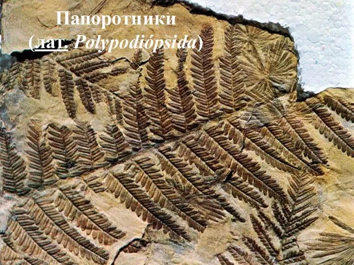 Папоротники (лат. Polypodiópsida)