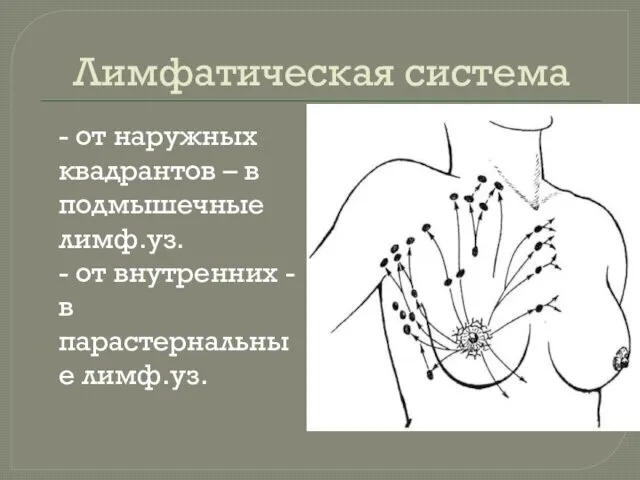 Лимфатическая система - от наружных квадрантов – в подмышечные лимф.уз.