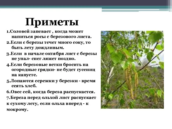 Приметы 1.Соловей запевает , когда может напиться росы с березового листа. 2.Если с