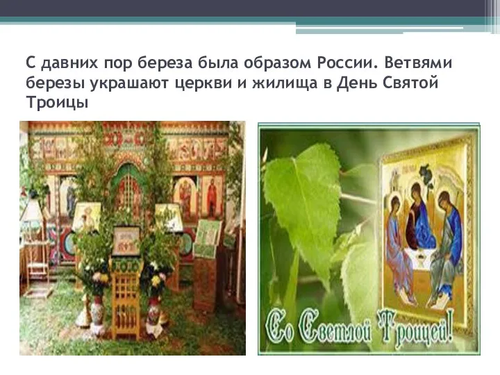 С давних пор береза была образом России. Ветвями березы украшают церкви и жилища