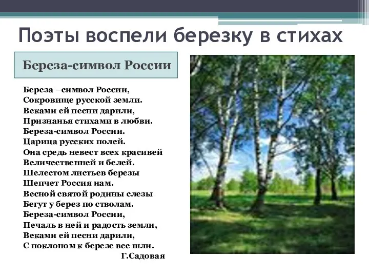 Поэты воспели березку в стихах Береза-символ России Береза –символ России,