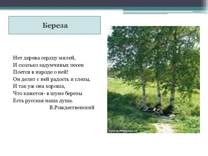 Береза Нет дерева сердцу милей, И сколько задумчивых песен Поется в народе о