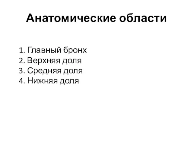 Анатомические области 1. Главный бронх 2. Верхняя доля 3. Средняя доля 4. Нижняя доля