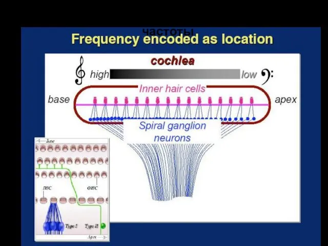 Пространственный принцип кодирования частоты