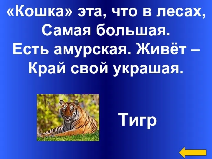 «Кошка» эта, что в лесах, Самая большая. Есть амурская. Живёт – Край свой украшая. Тигр