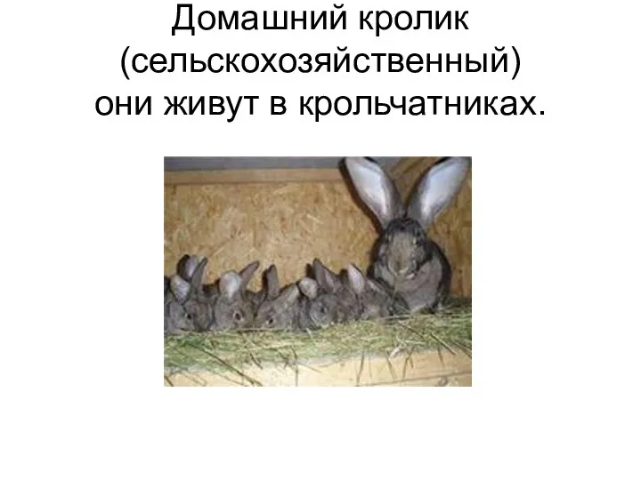 Домашний кролик (сельскохозяйственный) они живут в крольчатниках.