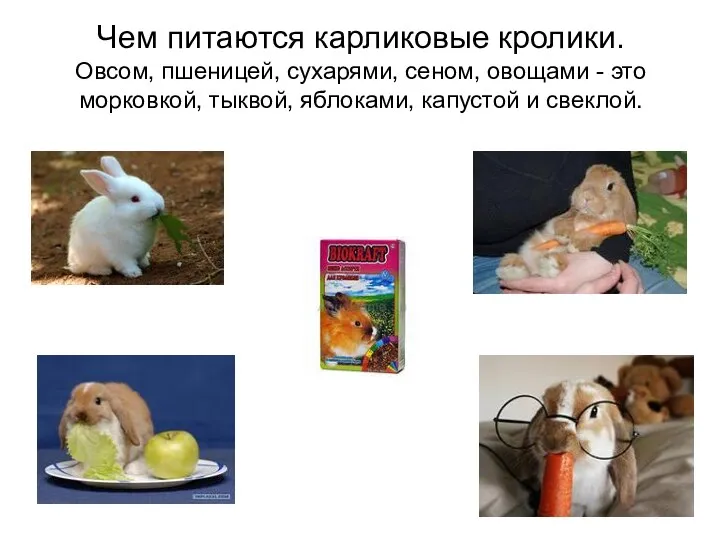 Чем питаются карликовые кролики. Овсом, пшеницей, сухарями, сеном, овощами - это морковкой, тыквой,