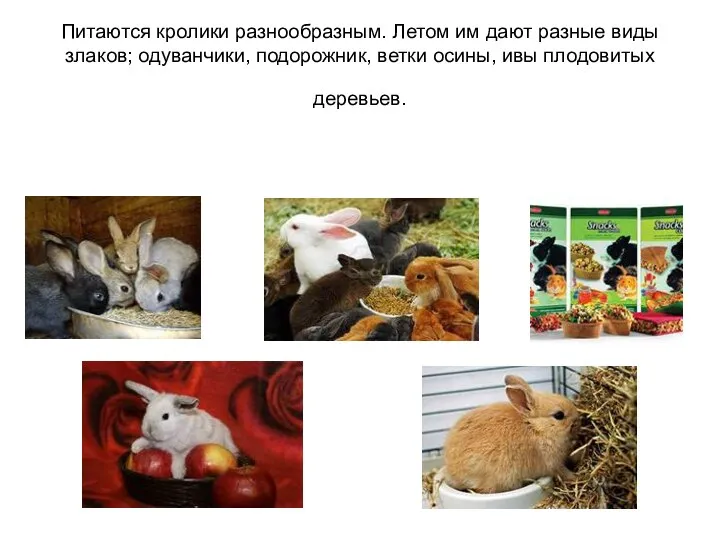 Питаются кролики разнообразным. Летом им дают разные виды злаков; одуванчики, подорожник, ветки осины, ивы плодовитых деревьев.