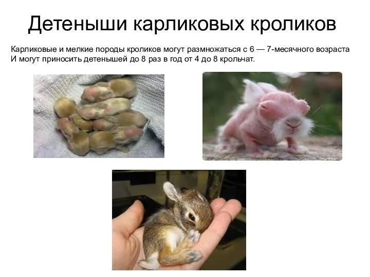 Детеныши карликовых кроликов Карликовые и мелкие породы кроликов могут размножаться