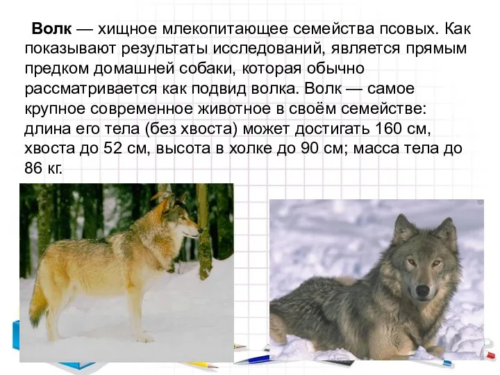 Волк — хищное млекопитающее семейства псовых. Как показывают результаты исследований, является прямым предком