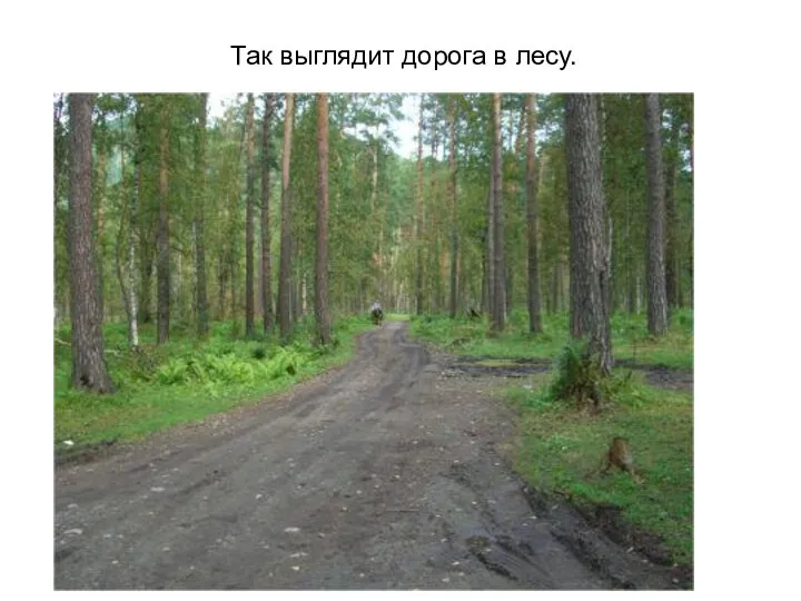 Так выглядит дорога в лесу.