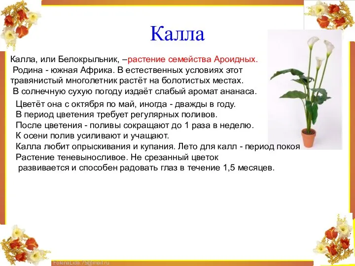 Калла Калла, или Белокрыльник, –растение семейства Ароидных. Родина - южная