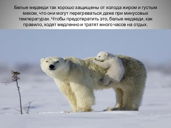 Белые медведи так хорошо защищены от холода жиром и густым