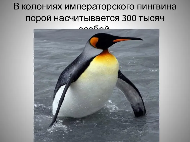В колониях императорского пингвина порой насчитывается 300 тысяч особей.