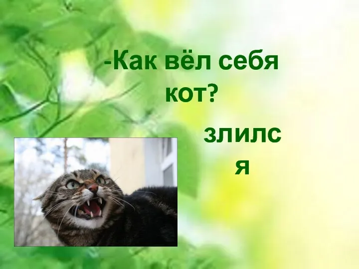 -Как вёл себя кот? злился