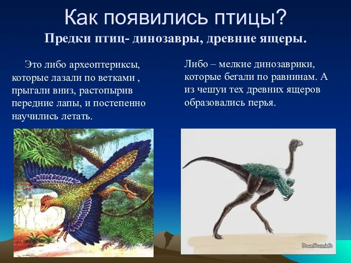 Как появились птицы? Предки птиц- динозавры, древние ящеры. Это либо