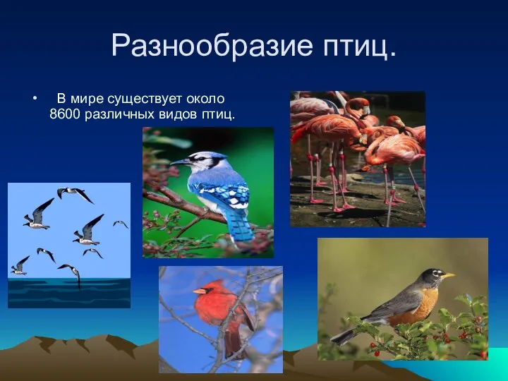 Разнообразие птиц. В мире существует около 8600 различных видов птиц.