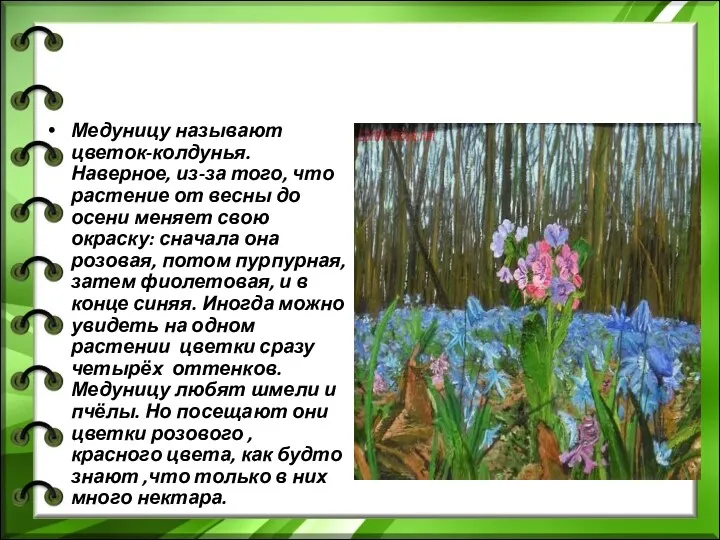 Медуницу называют цветок-колдунья. Наверное, из-за того, что растение от весны до осени меняет