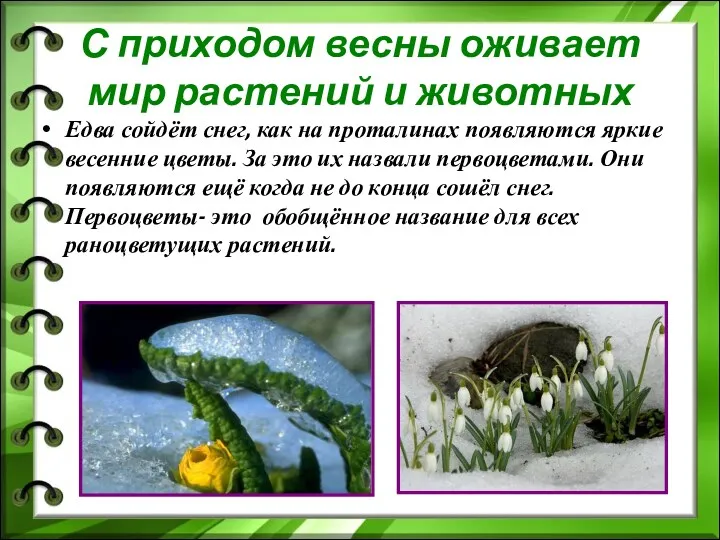 С приходом весны оживает мир растений и животных Едва сойдёт снег, как на