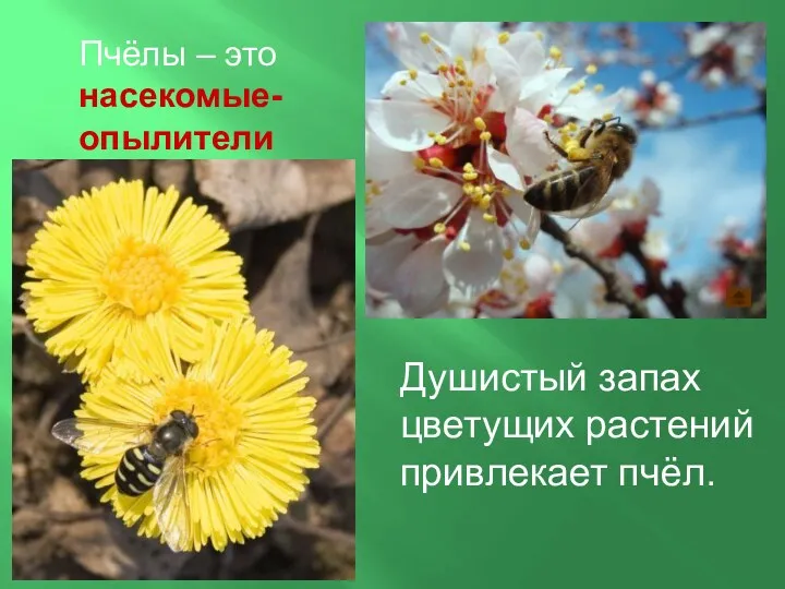 Душистый запах цветущих растений привлекает пчёл. Пчёлы – это насекомые-опылители