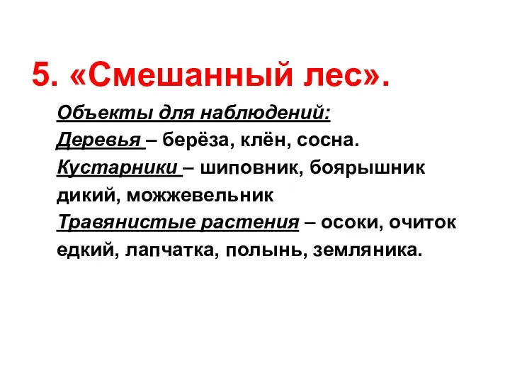 5. «Смешанный лес». Объекты для наблюдений: Деревья – берёза, клён,