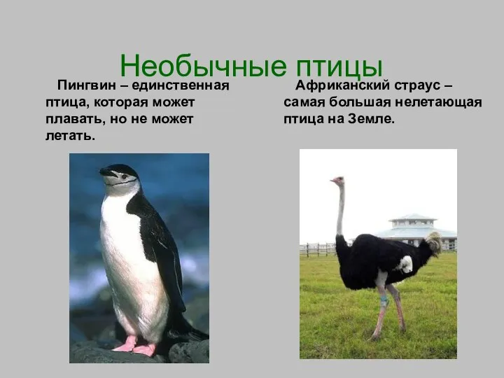 Необычные птицы Пингвин – единственная птица, которая может плавать, но не может летать.