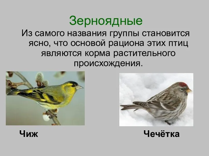 Зерноядные Из самого названия группы становится ясно, что основой рациона этих птиц являются